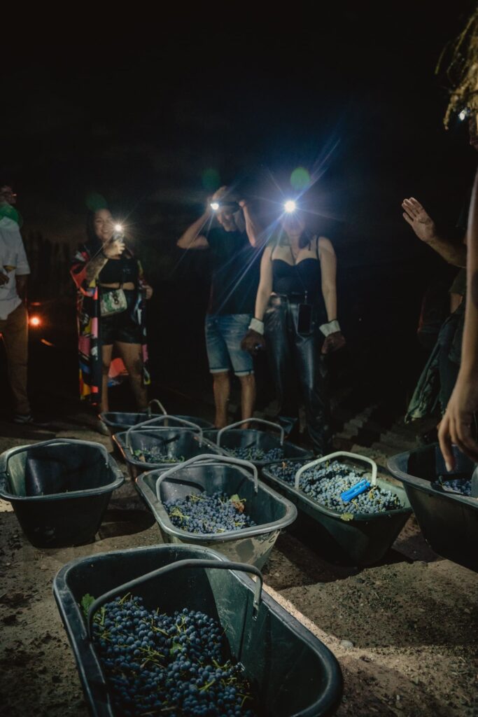 Cosecha nocturna en Bodega Dante Robino