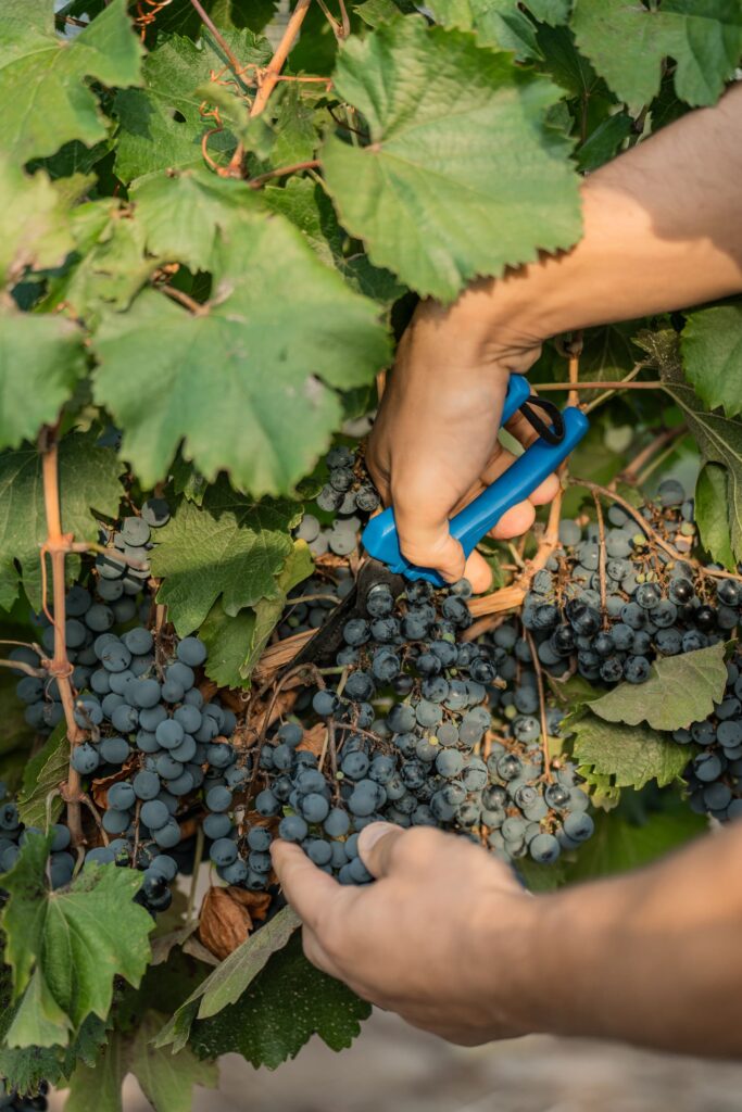 Cosecha nocturna en Bodega Dante Robino