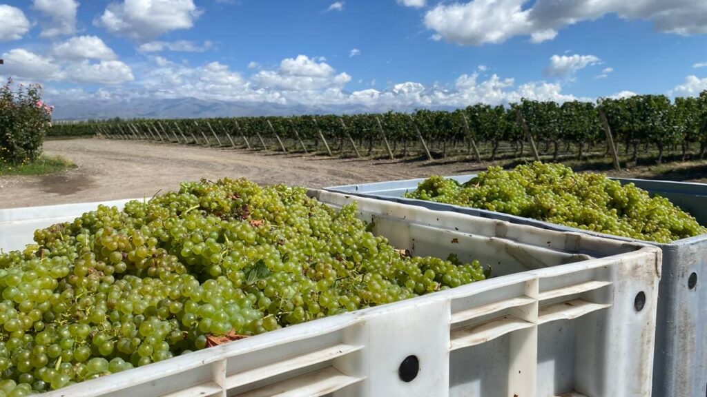 Vibrancia y elegancia natural: El Pinot Noir 2026 se perfila como el gran protagonista de la añada. La frescura obtenida este año será la columna vertebral de los futuros espumantes de la casa.