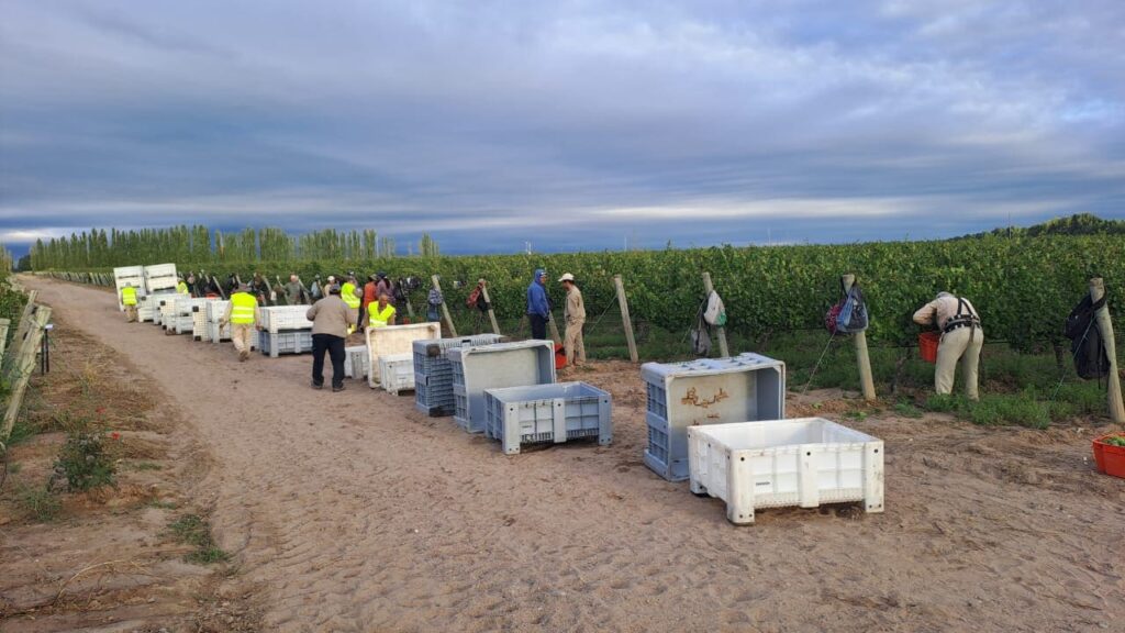 Hito hídrico en Mendoza: Enero de 2026 rompió el récord de 1992 con 106 mm. Una cosecha de 'supervivencia' que terminó regalando una expresividad única gracias al manejo estratégico del terruño